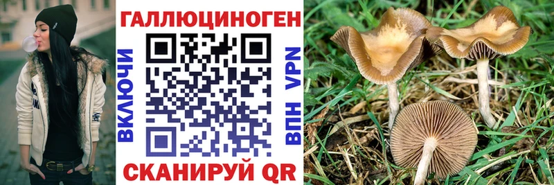 где продают наркотики  Калач-на-Дону  MEGA как войти  Галлюциногенные грибы Psilocybine cubensis 